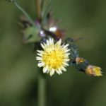 another flower