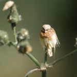 little bird