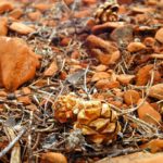 pine cone