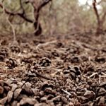 pinecones