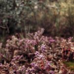 purple spikey