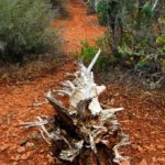 tree in the path