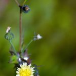 weed flower