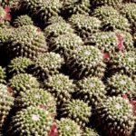 cactii balls