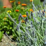 lavender