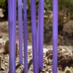 purple stalks