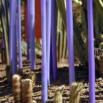 purple stalks too