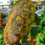big ole sunflower