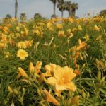 flowers & plams