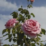 roses