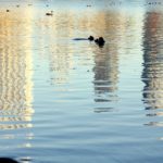 IMG_1558-1