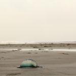 IMG_1845-1