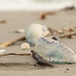 IMG_1867-1
