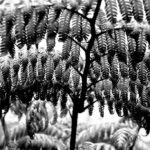 IMG_3179-1 IMG_3179-1
